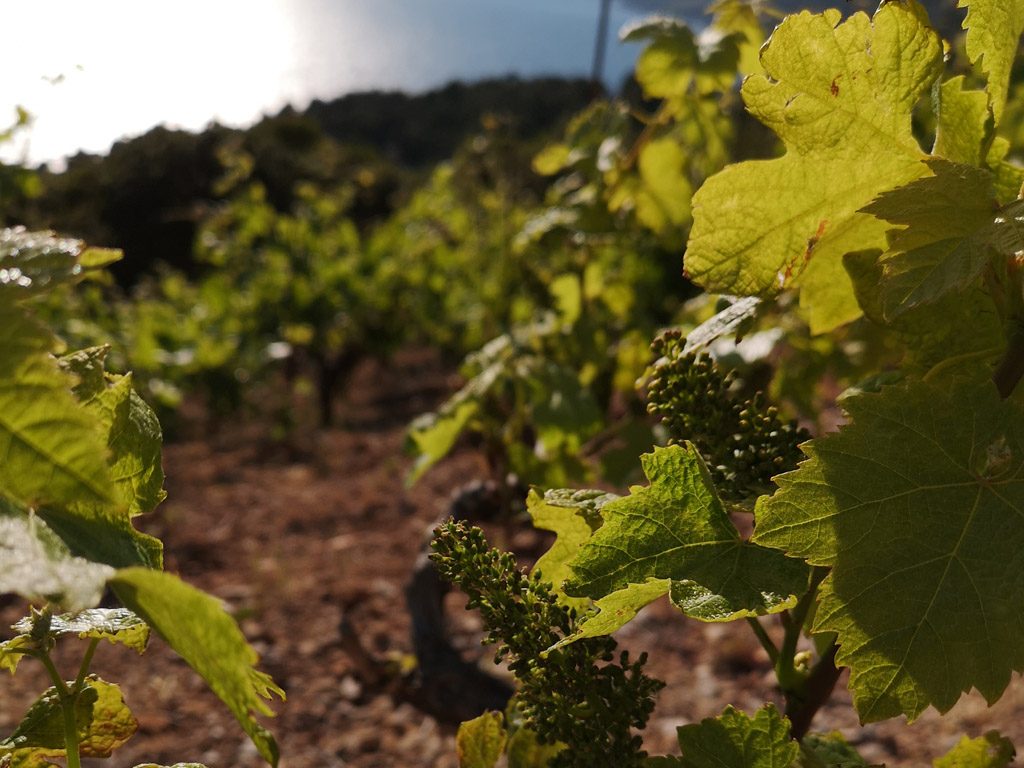 Croatian Vineyard in the Sun